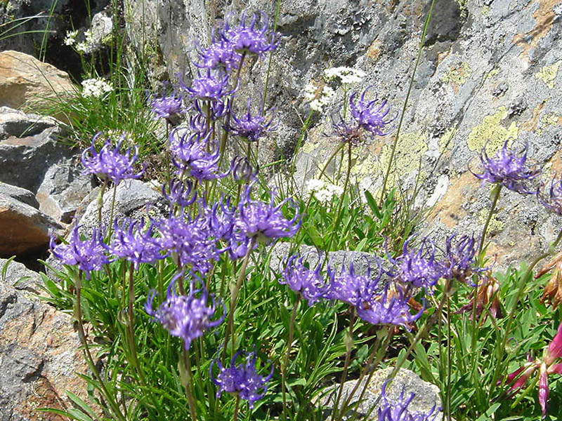 Phyteuma hemisphaericum photo